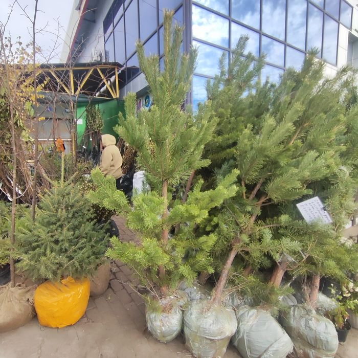 Продаем сосны 1 м 2.5м 25000