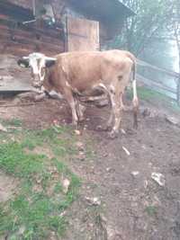 Vaca de vanzare baltata