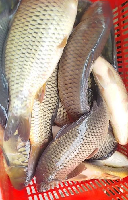 Tirik Sazan 100% moysiz 65.000 ming