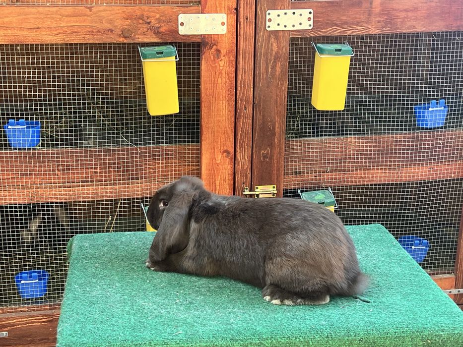 Iepuri Berbec German Havana