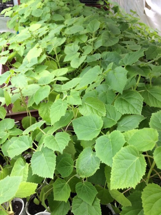 vand paulownia,seminte si rasad pana in august !