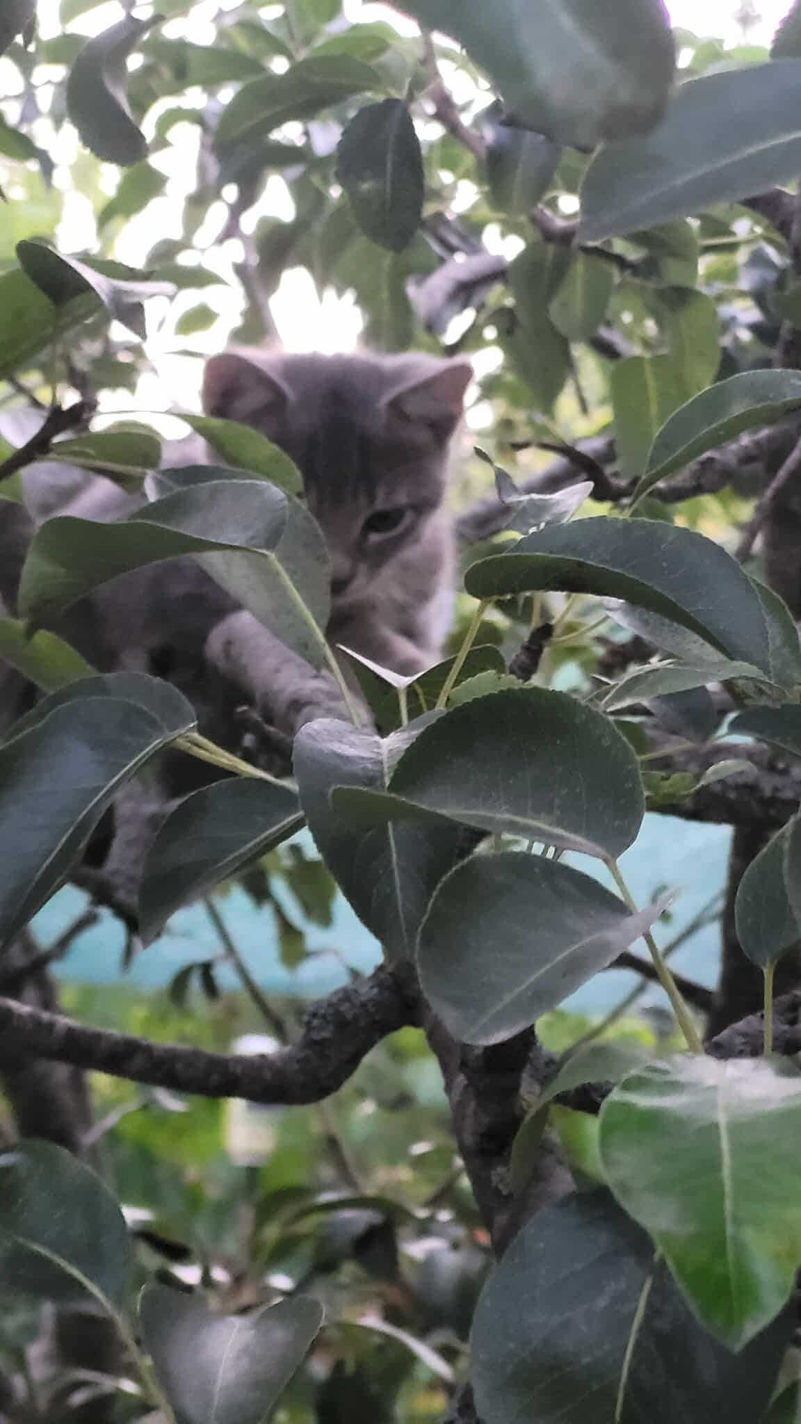 Подаряват се котенца на 2 месеца!