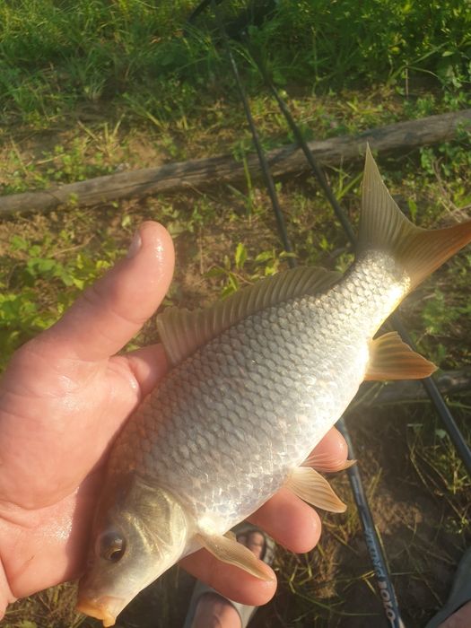 Puiet crap ten fitofag