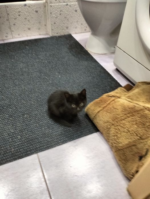 котёнок ищет свой дом