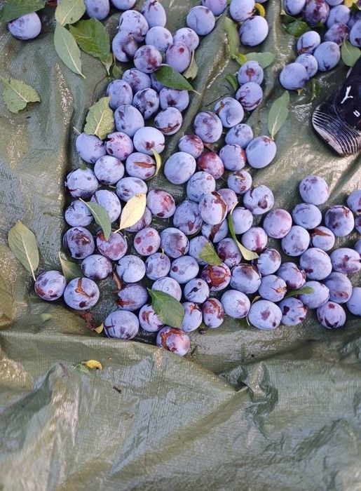 Vand prune pentru palinca