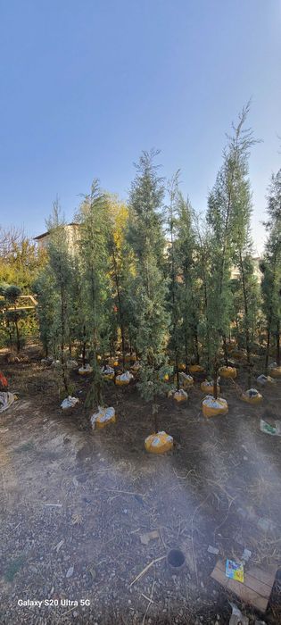 Голубой кипарис арчалар сотилади