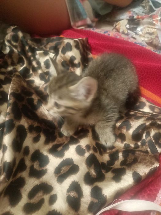 Отдам котенка, девочка