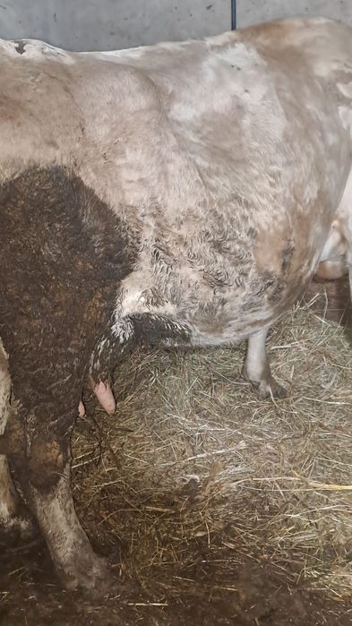 Vind  două vacii gestante în 5 luni si8 luni