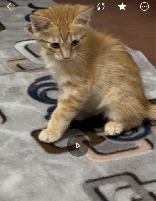 Ищу точно похожего котенка рыжего