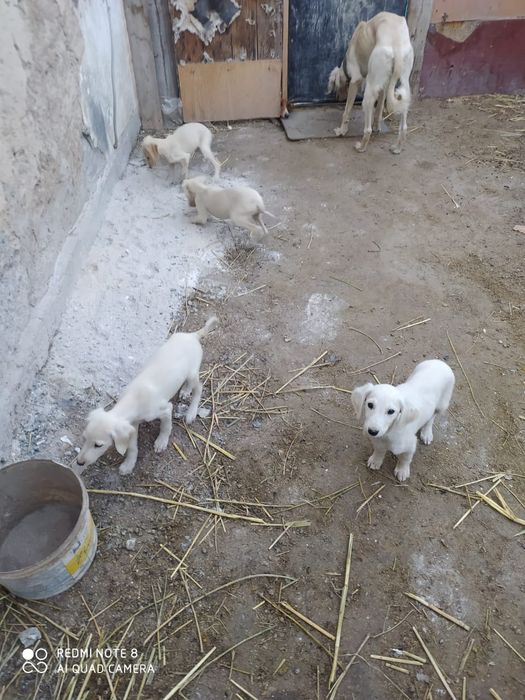 Продам щенков Тазы