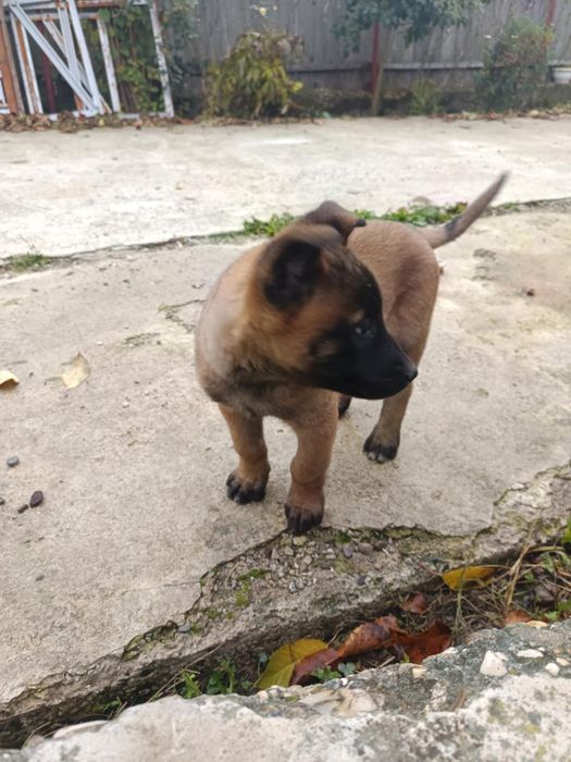 Căței Ciobanesc Belgian Malinois