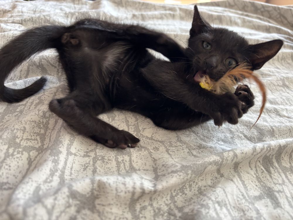 Котенце на 2 месеца търси Дом и Добър Човек