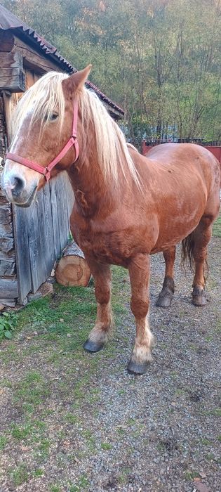 Iapa de vânzare foarte blanda