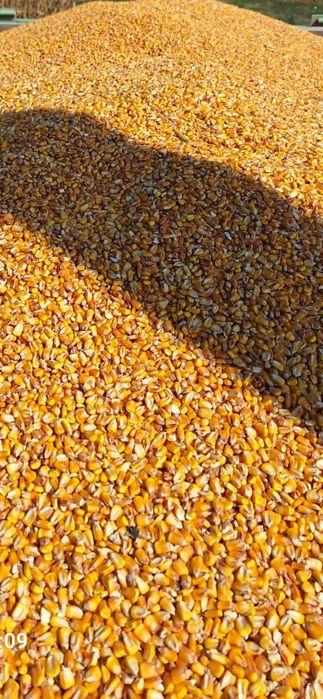 Vând porumb boabe uscat umiditate de 14 ,100 de tone