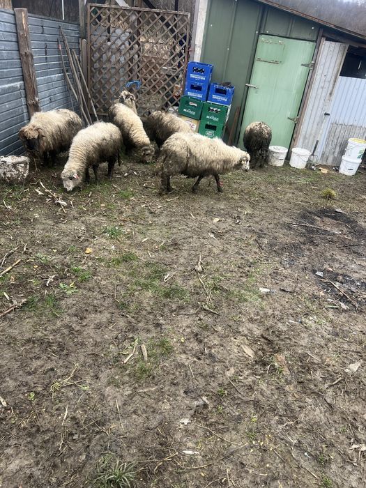 Vand oii si un berberc