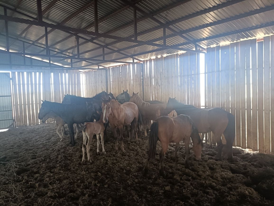 Продам, жылкы,быр уиыр, бары 17,бас 7, бие бар.