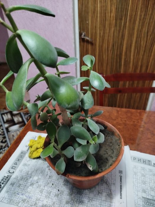 Цветы добавка для оранжереи