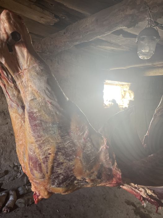 Соғым сиыр еті 1 жарым жасар 3200тг