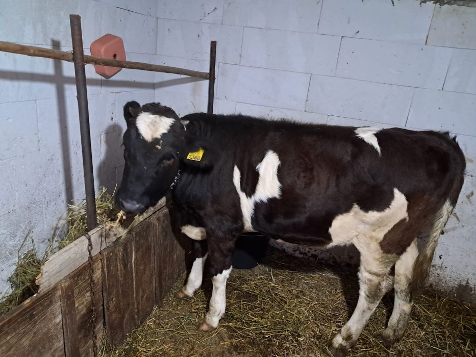 VÂND VITICA de 9luni