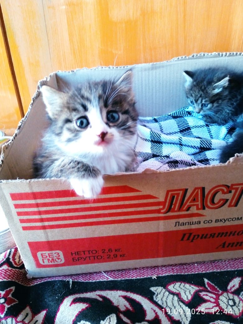 Отдаём котят в добрые руки