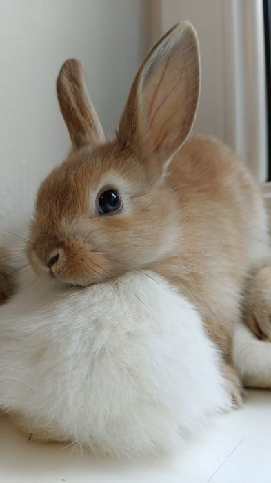 Крольчата декоративные