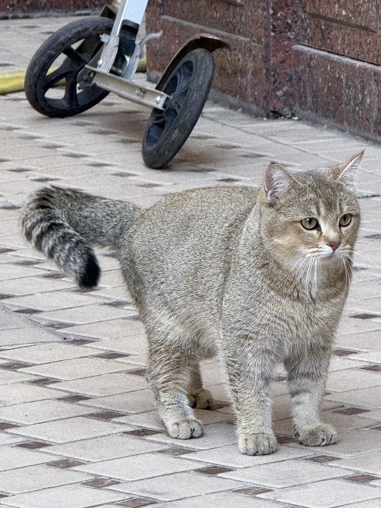 Mushuk sotilmidi vyazkaga Британский  toza qon mushuk