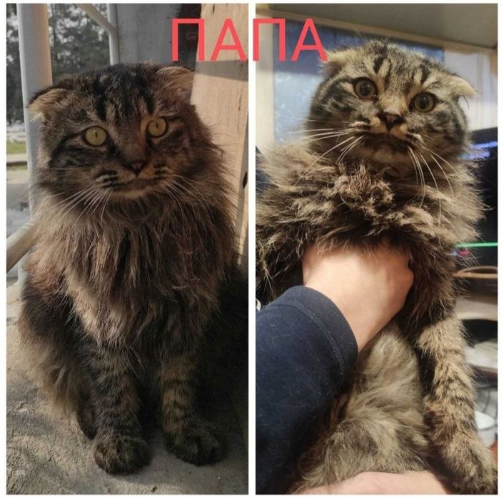 Отдам даром красивого,пушистого котенка.