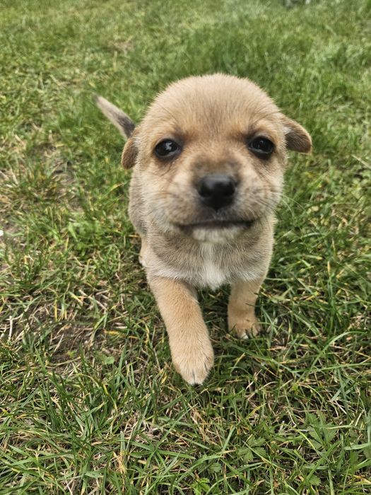 Donez 5 puiuti de caine