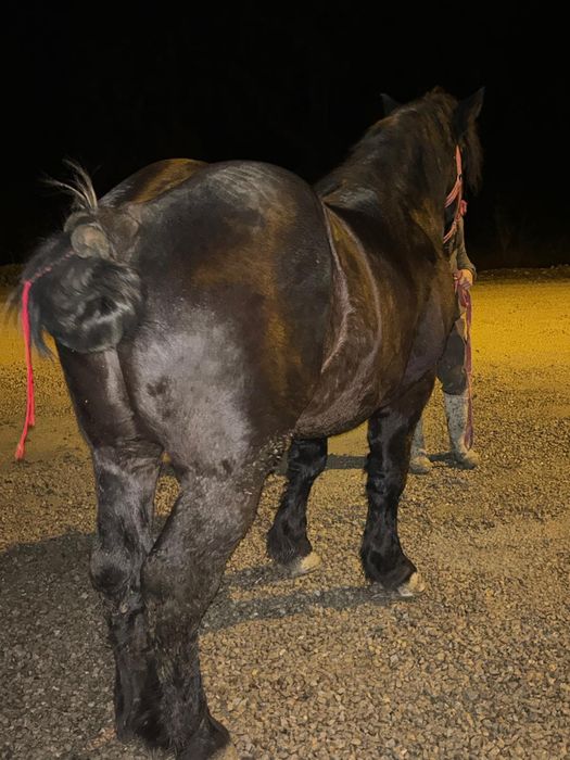 Armăsar de vânzare