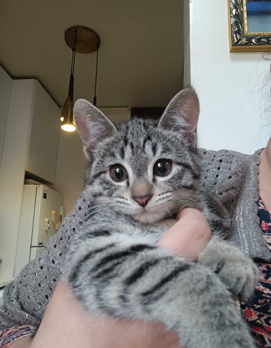 3 месяца кошка девочка