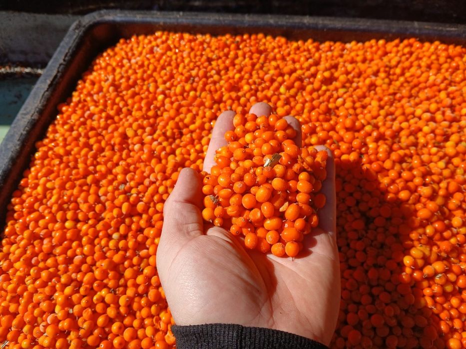 Vand catina congelata