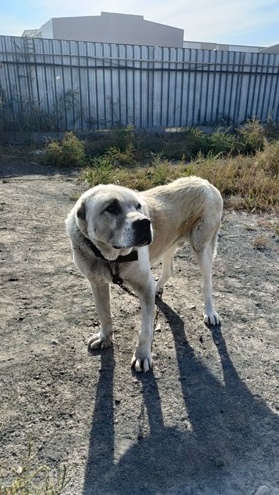 Отдам собаку в добрые руки