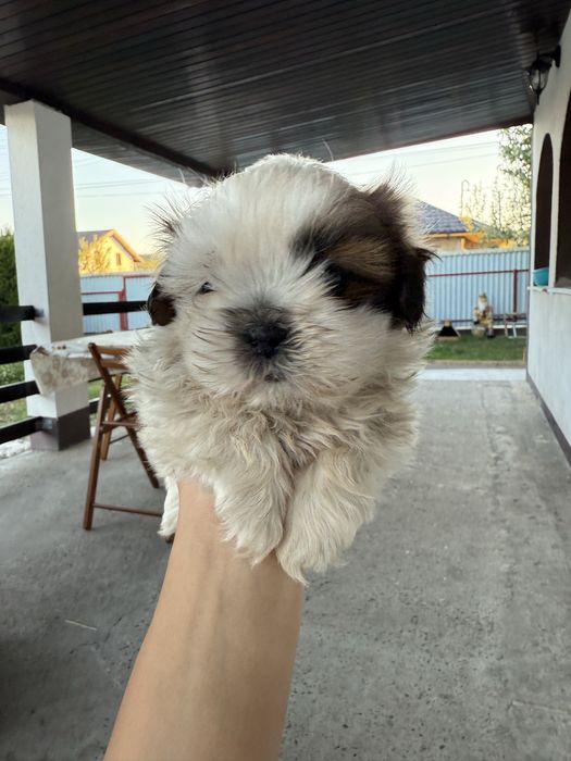 Vand mascul Shih Tzu