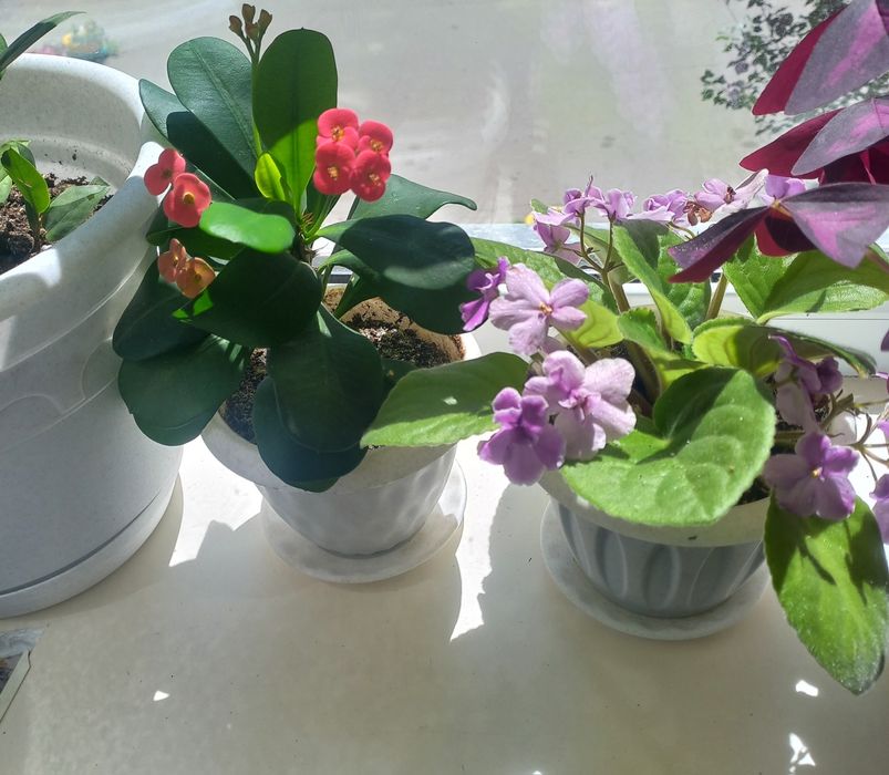 Продам  комнатные цветы