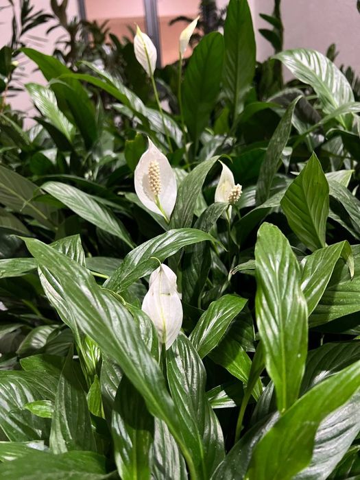 Цветы офисные для вашего интерьера