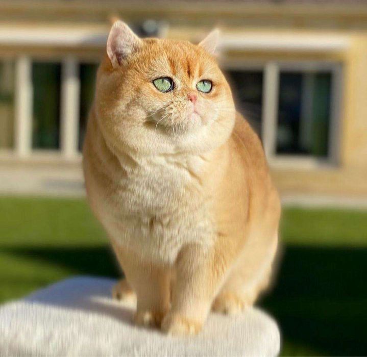 Zolotaya shinshilla ny 11