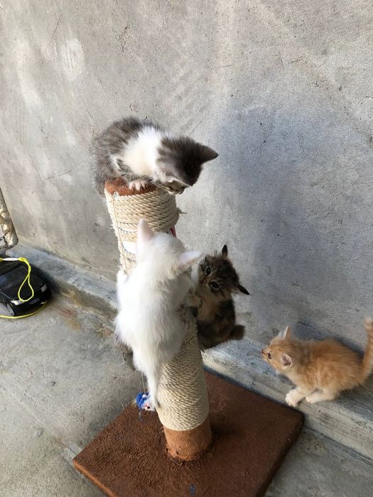 Отдам даром кошки