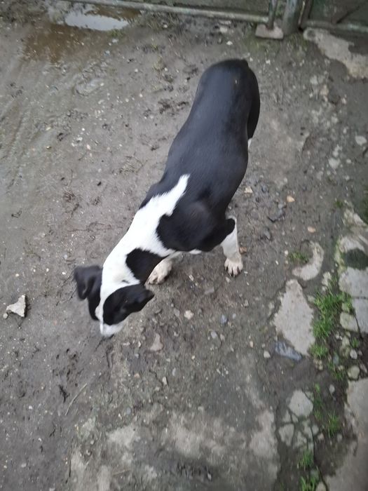 Donez catea pe gratis