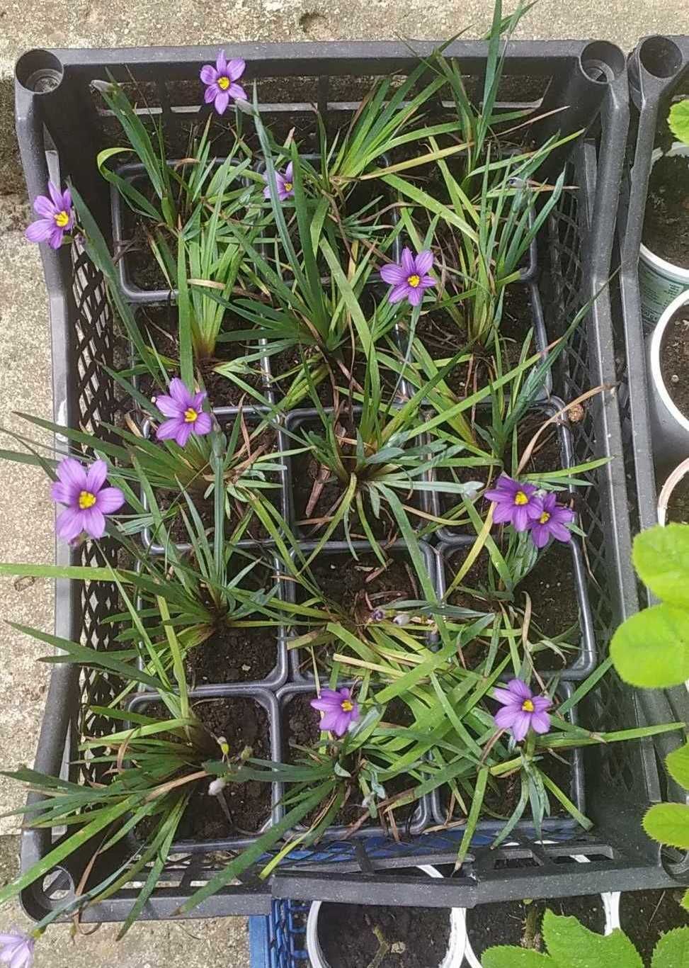 Сисиринхиум, синеока трева (Sisyrinchium angustifolium)