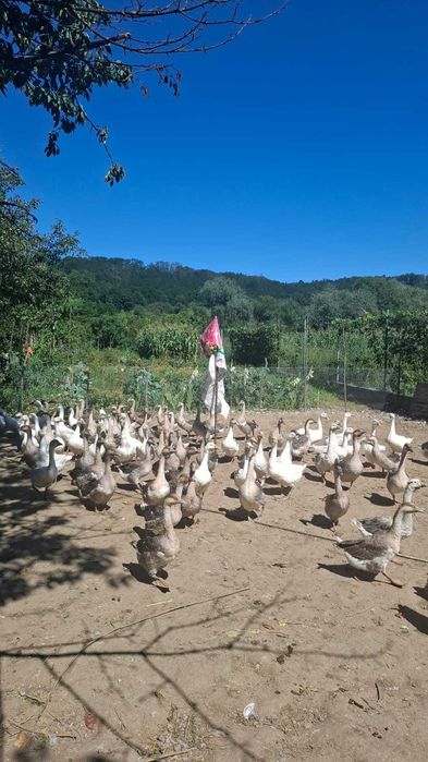 Vând gâşte de 6-7 luni.