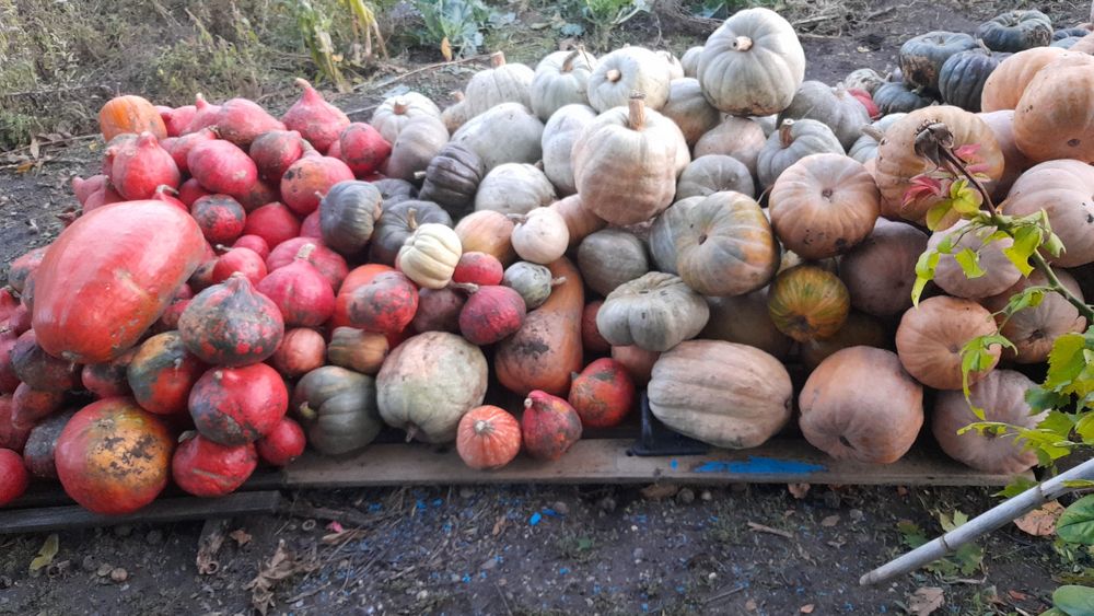 Dovleci Placintari Dovleci Turcesti si Dovleci de gatit supa si piure