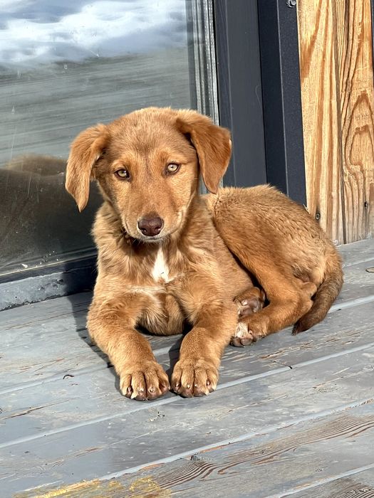 два щеночка-девочки ищут любящих хозяев, 4-4,5 месяца