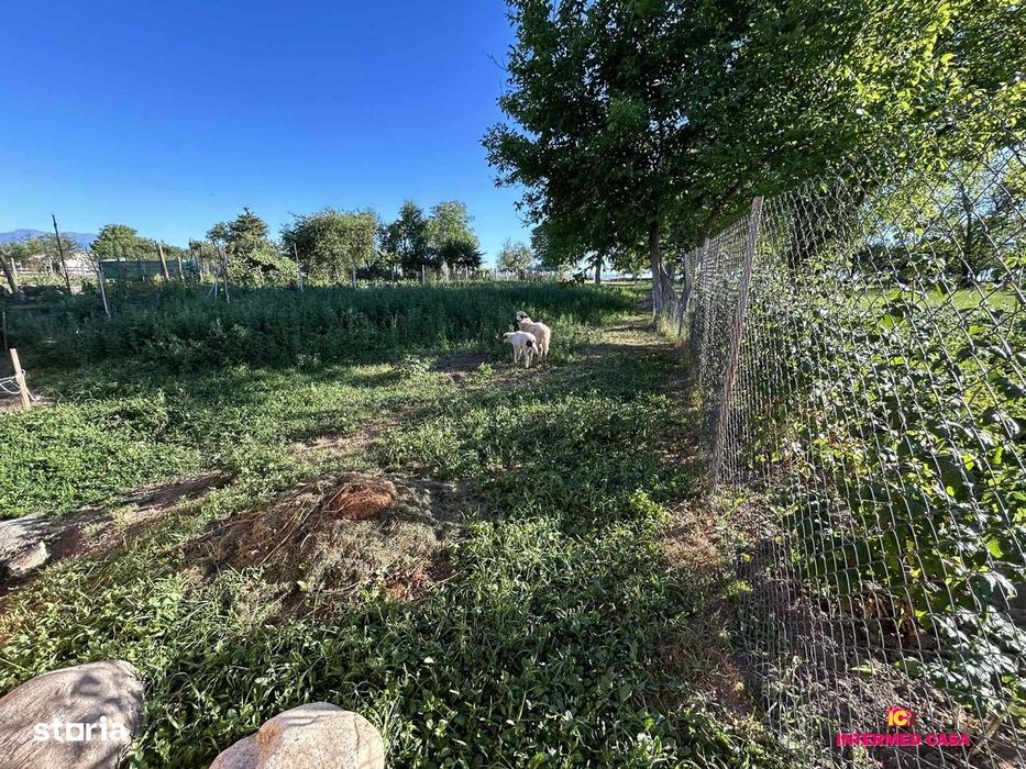 Casa Rosia Judetul Sibiu 1300 Teren Liber