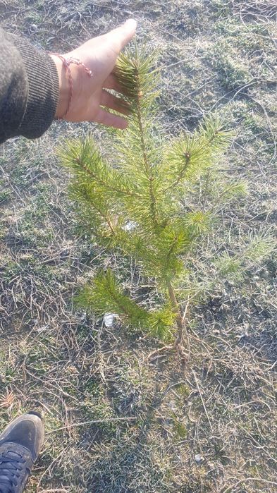 Brad pin Salcam plop mesteacăn pin molid brad salci.