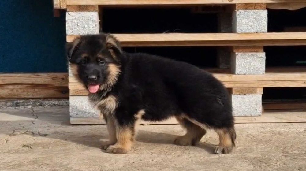 Немски овчарки с родословие