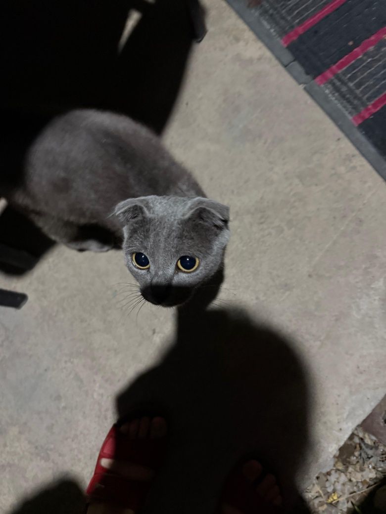 Бесплатно 6 котят