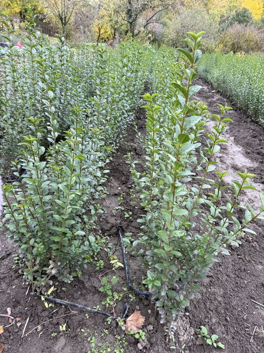 Лигуструм - височина средно 0,60 см