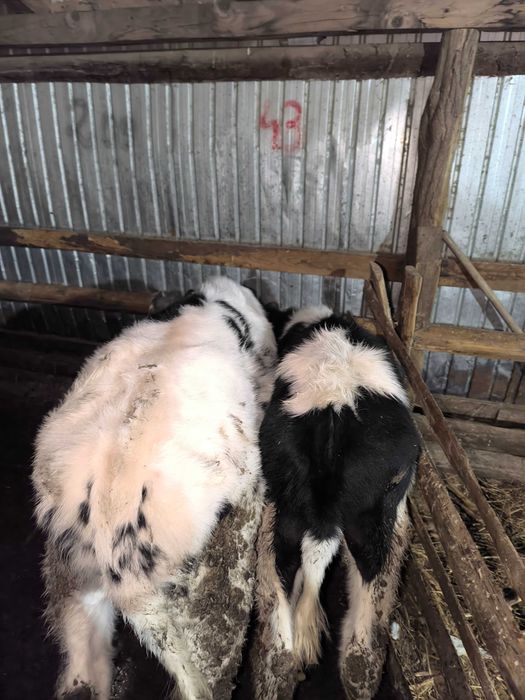 Vând 2 tăurași 3 și 4 luni