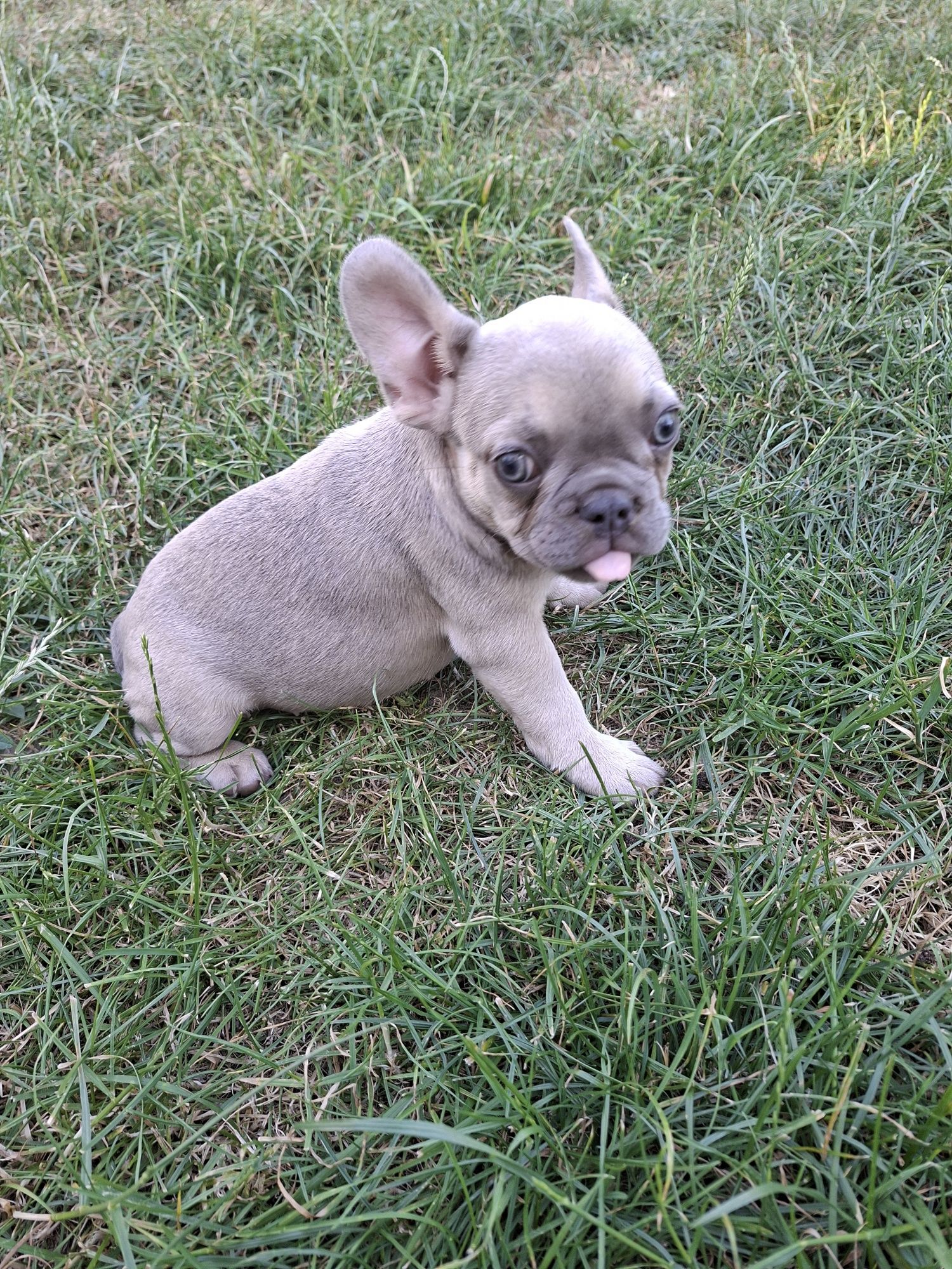 Bulldog Francez femelă