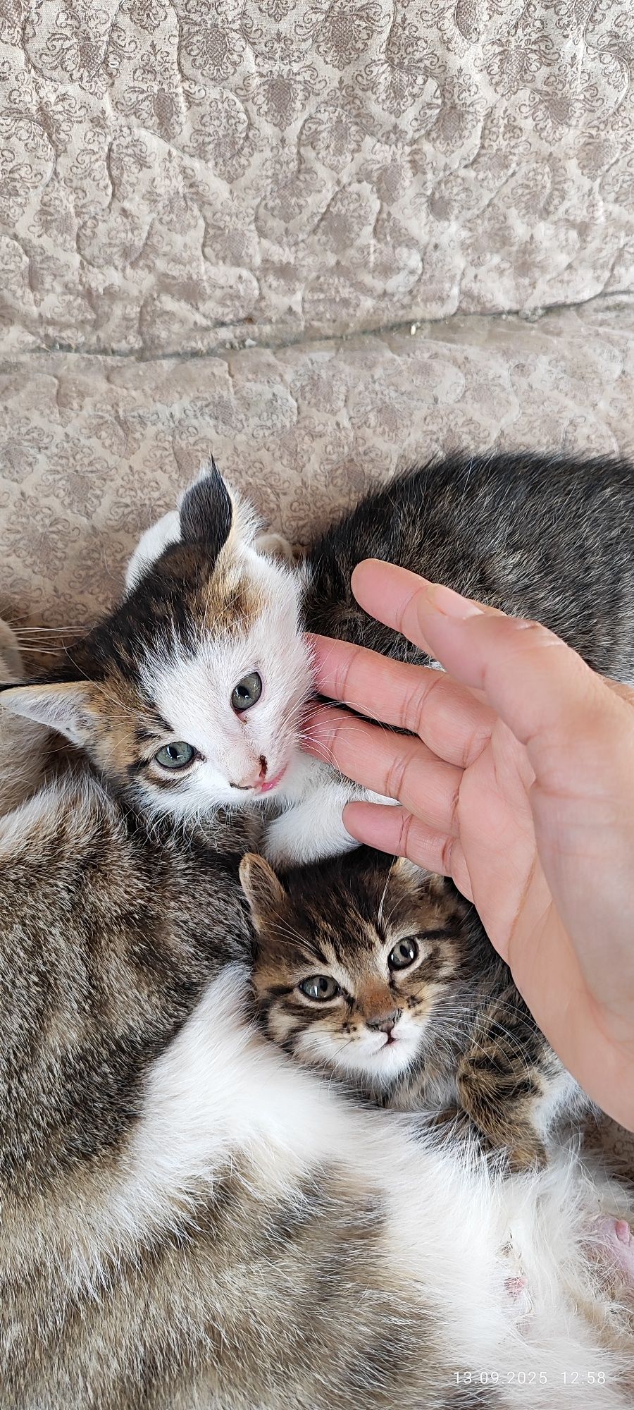 Бесплатно котята в добрые руки